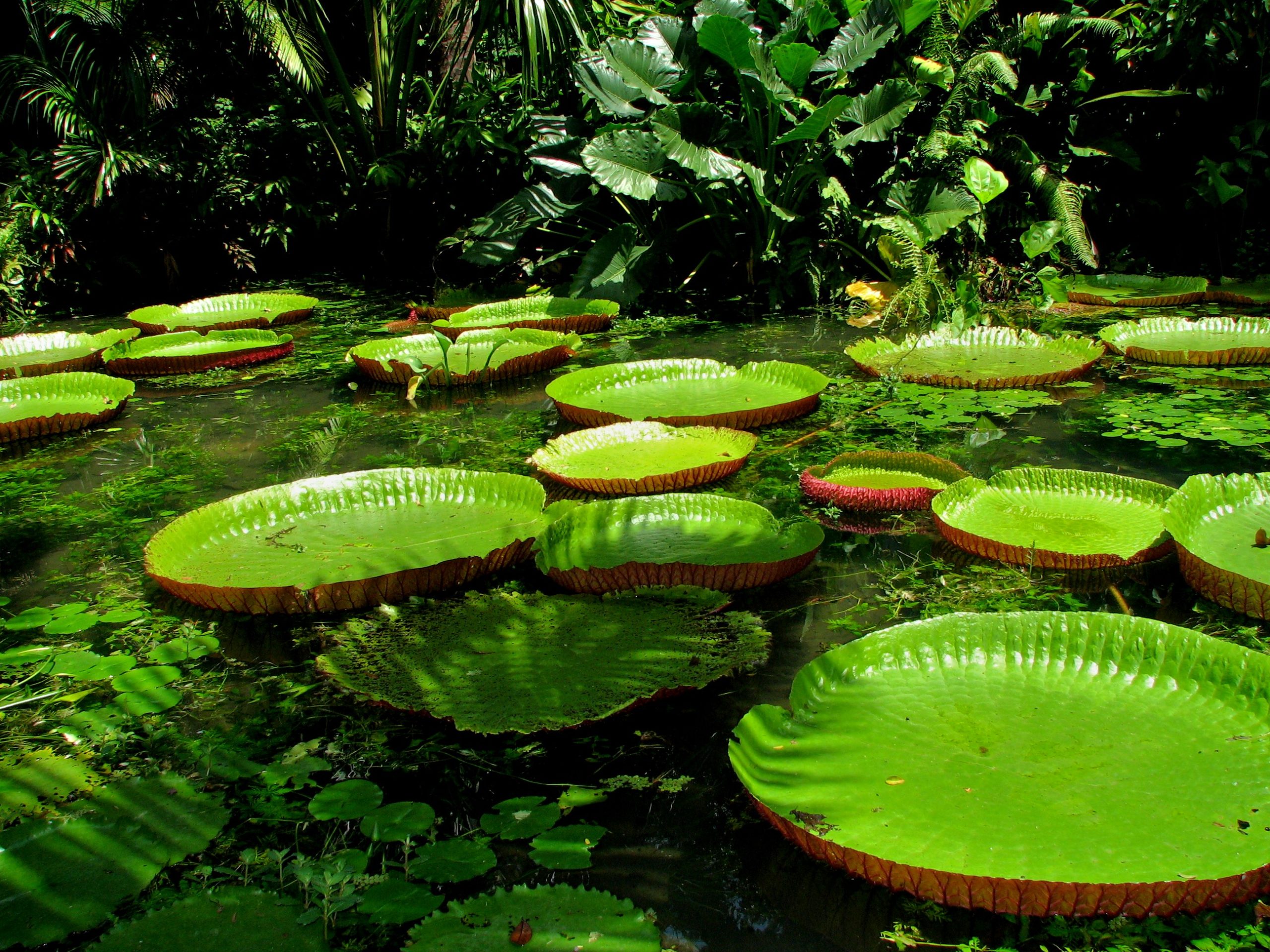 Natural cleansing techniques